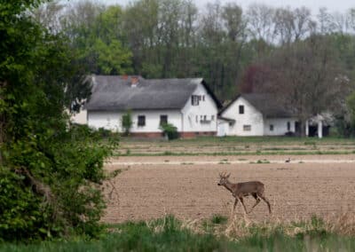 Kittners Hollerhof in Dedenitz